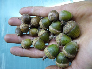 glands quercus x Hawkinsiae (q.rubra x q.velutina)